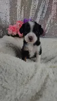 Rosalie , a female Miniature Aussiedoodle and Aussalier for sale in Decatur, IL – 9 of 10