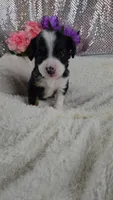 Rosalie , a female Miniature Aussiedoodle and Aussalier for sale in Decatur, IL – 6 of 10