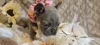 Velour AKC Lilac and Tan, a female French Bulldog for sale in Decatur, IL – Photo 7 of 10