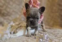 Velour AKC Lilac and Tan, a female French Bulldog for sale in Decatur, IL – Photo 1 of 10