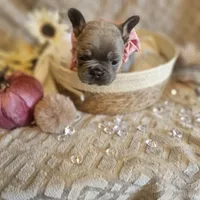 Velour AKC Lilac and Tan, a female French Bulldog for sale in Decatur, IL – Photo 8 of 10