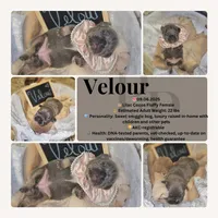 Velour AKC Lilac and Tan, a female French Bulldog for sale in Decatur, IL – Photo 5 of 10