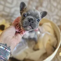 Velour AKC Lilac and Tan, a female French Bulldog for sale in Decatur, IL – Photo 3 of 10