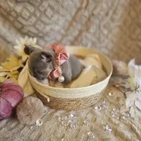 Velour AKC Lilac and Tan, a female French Bulldog for sale in Decatur, IL – Photo 9 of 10