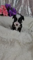 Violet, a female Miniature Aussiedoodle and Aussalier for sale in Decatur, IL – 8 of 10