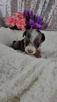 Indigo, a male Miniature Aussiedoodle and Aussalier for sale in Decatur, IL – 2 of 10