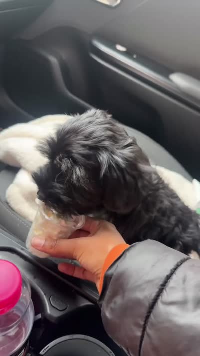 Demi , a female Lhasa Apso and Poodle - Toy  for sale in Charlotte, NC – 7 of 8