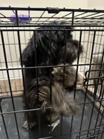 Demi , a female Lhasa Apso and Poodle - Toy  for sale in Charlotte, NC – 2 of 8