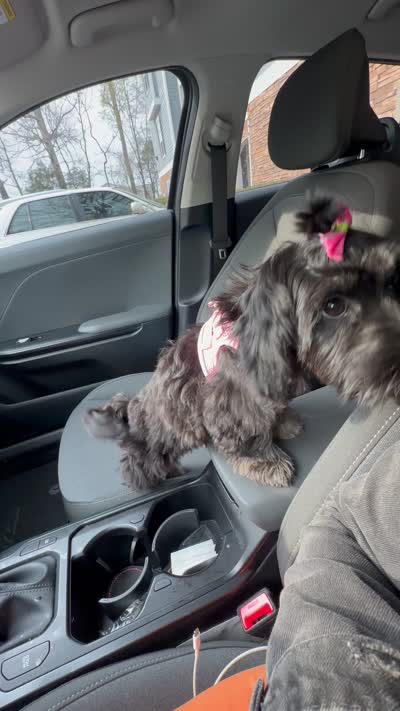 Demi , a female Lhasa Apso and Poodle - Toy  for sale in Charlotte, NC – 8 of 8