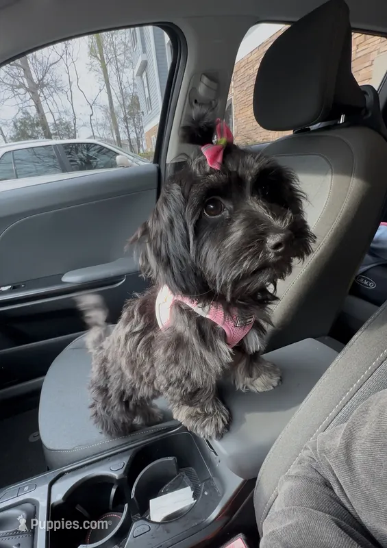 Demi  – Lhasa Apso, Poodle - Toy  puppy for sale in Charlotte, NC