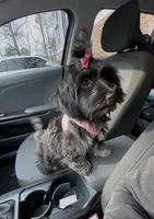 Demi , a female Lhasa Apso and Poodle - Toy  for sale in Charlotte, NC – 1 of 8