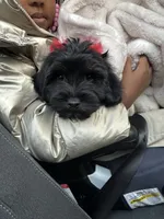 Demi , a female Lhasa Apso and Poodle - Toy  for sale in Charlotte, NC – 5 of 8