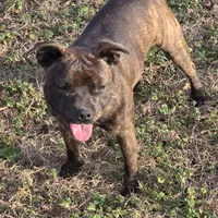 Dulce, a female Staffordshire Bull Terrier for sale in Jacksonville, NC – Photo 1 of 10