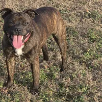 Dulce, a female Staffordshire Bull Terrier for sale in Jacksonville, NC – Photo 2 of 10