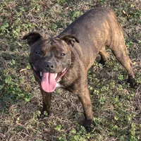 Dulce, a female Staffordshire Bull Terrier for sale in Jacksonville, NC – Photo 7 of 10