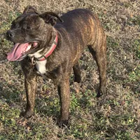 Dulce, a female Staffordshire Bull Terrier for sale in Jacksonville, NC – Photo 3 of 10