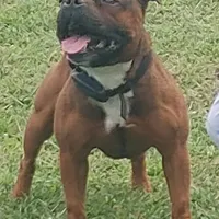 Dulce, a female Staffordshire Bull Terrier for sale in Jacksonville, NC – Photo 9 of 10