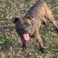 Dulce, a female Staffordshire Bull Terrier for sale in Jacksonville, NC – Photo 5 of 10