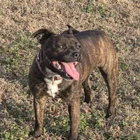 Dulce, a female Staffordshire Bull Terrier for sale in Jacksonville, NC – Photo 6 of 10