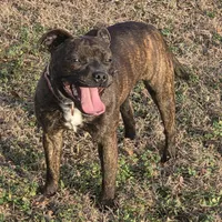 Dulce, a female Staffordshire Bull Terrier for sale in Jacksonville, NC – Photo 4 of 10