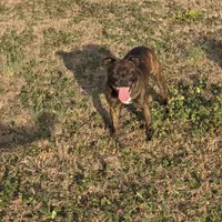 Dulce, a female Staffordshire Bull Terrier for sale in Jacksonville, NC – Photo 8 of 10