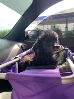 Ash, a female Poodle - Toy  for sale in Alton, IL – 3 of 3