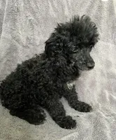Ash, a female Poodle - Toy  for sale in Alton, IL – 2 of 3