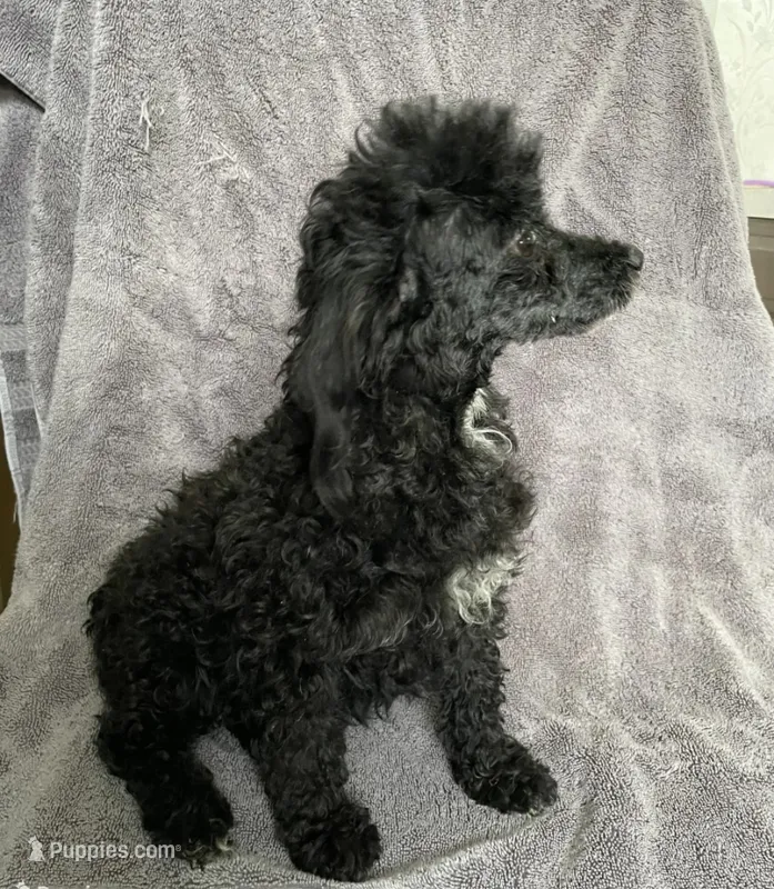 Ash – Poodle - Toy  puppy for sale in Alton, IL