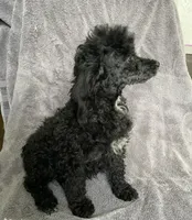 Ash, a female Poodle - Toy  for sale in Alton, IL – 1 of 3