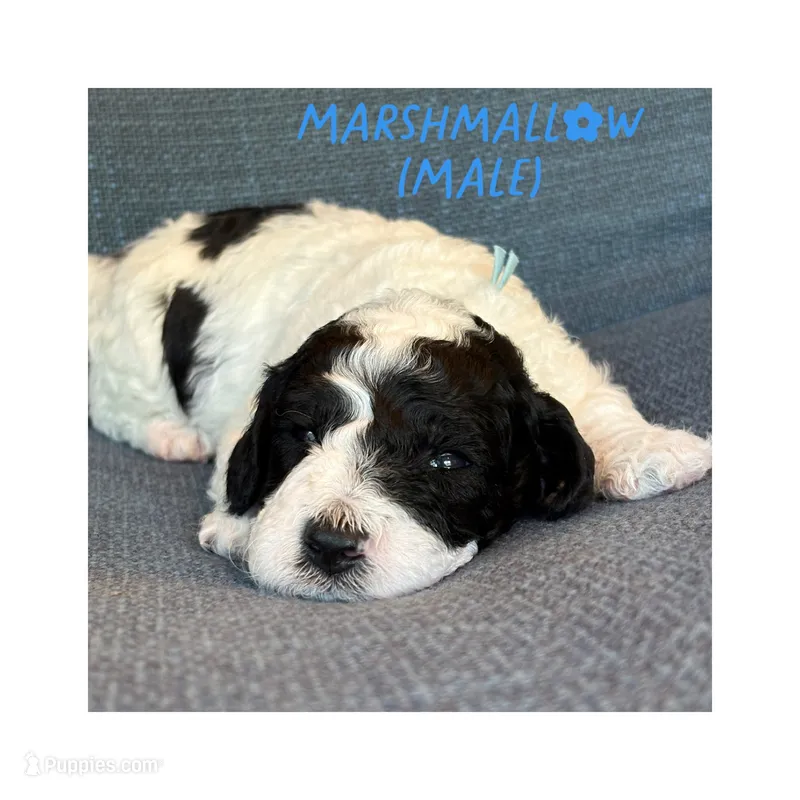 Marshmallow – Goldendoodle puppy for sale in Holland, MI
