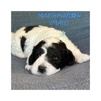 Marshmallow, a male Goldendoodle for sale in Holland, MI – 1 of 1