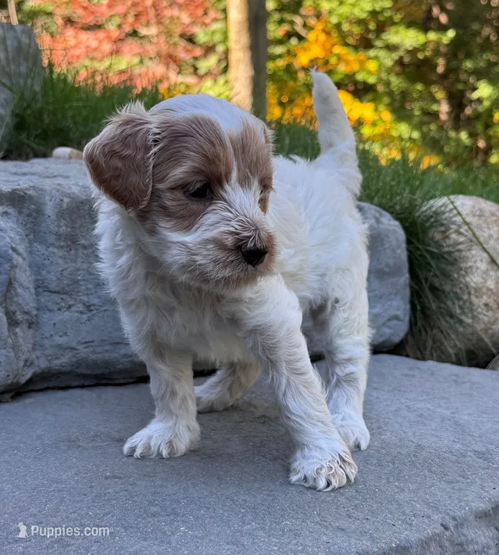 Blueberry – Goldendoodle puppy for sale in Holland, MI