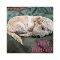 Guava, a female Goldendoodle for sale in Holland, MI – 1 of 1