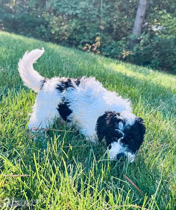 Marshmallow – Goldendoodle puppy for sale in Holland, MI