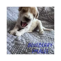 Blueberry, a male Goldendoodle for sale in Holland, MI – 1 of 1