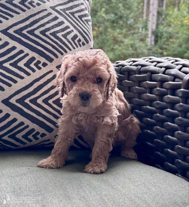 Guava – Goldendoodle puppy for sale in Holland, MI