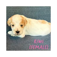 Kiwi, a female Goldendoodle for sale in Holland, MI – 1 of 1