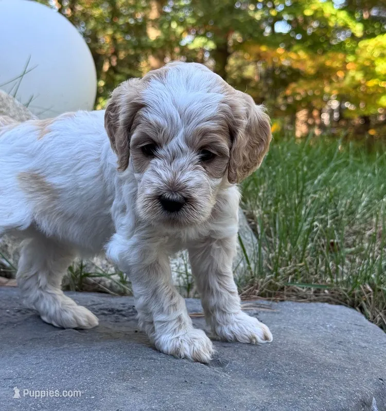 Kiwi – Goldendoodle puppy for sale in Holland, MI