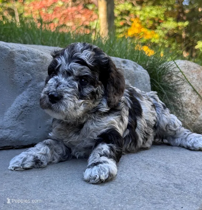 S'mores – Goldendoodle puppy for sale in Holland, MI