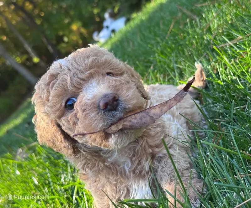 Peaches – Goldendoodle puppy for sale in Holland, MI