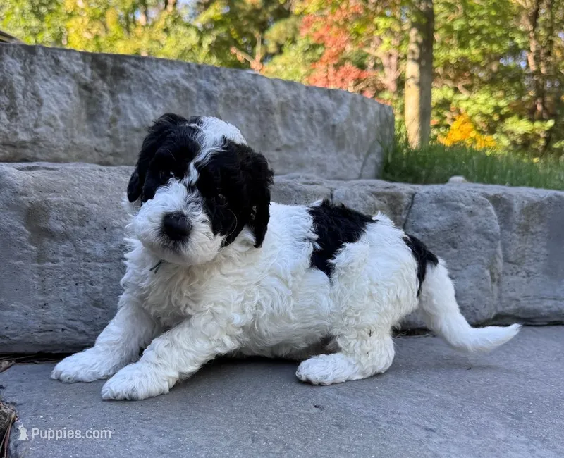 Marshmallow – Goldendoodle puppy for sale in Holland, MI