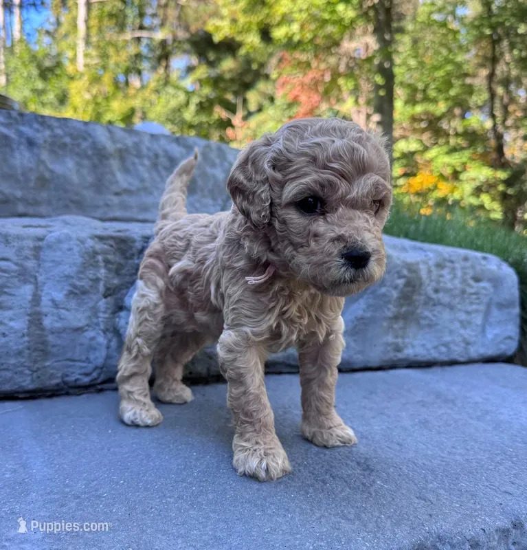 Guava – Goldendoodle puppy for sale in Holland, MI
