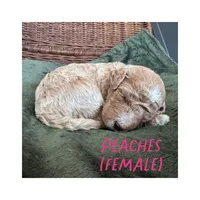 Peaches, a female Goldendoodle for sale in Holland, MI – 1 of 1