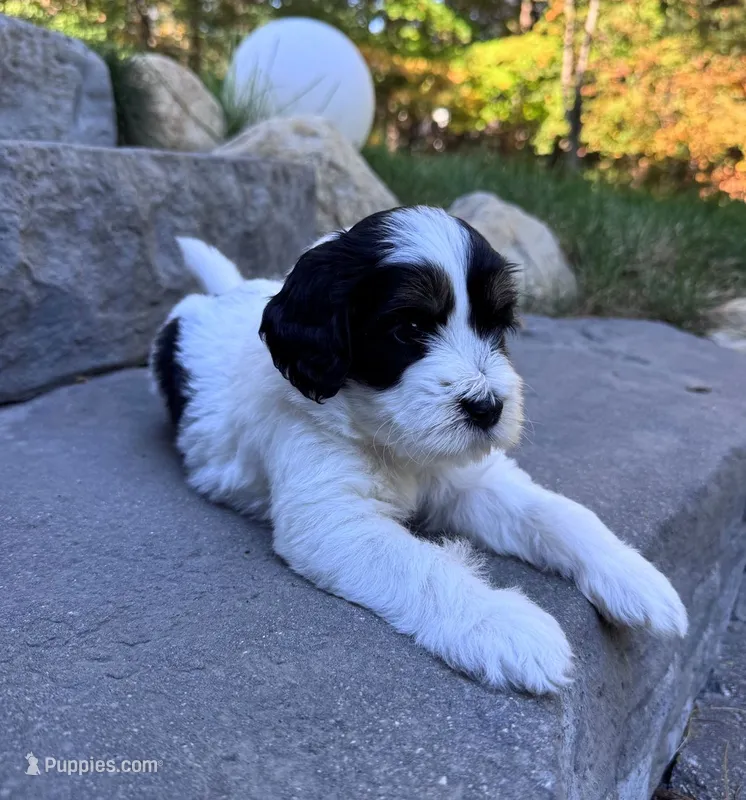 Chili – Goldendoodle puppy for sale in Holland, MI
