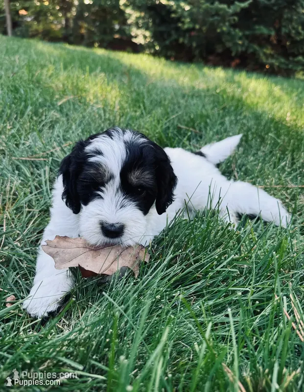 Chili – Goldendoodle puppy for sale in Holland, MI