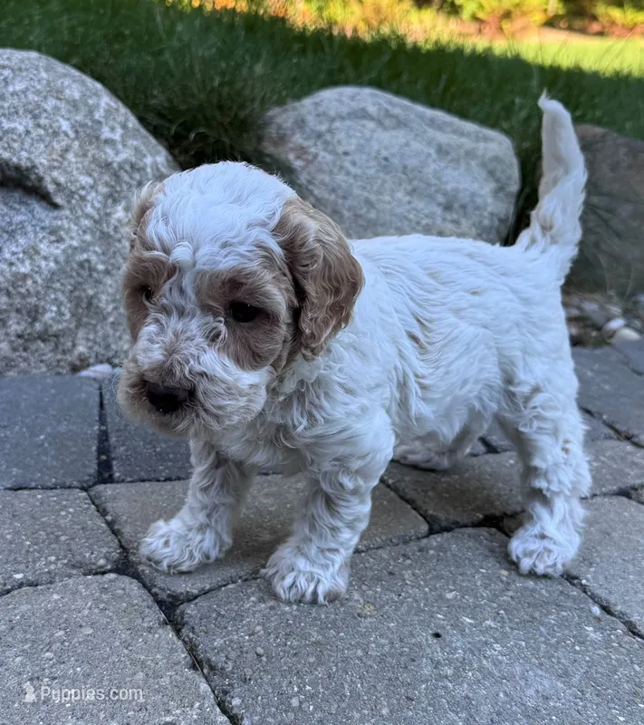 Snickers – Goldendoodle puppy for sale in Holland, MI