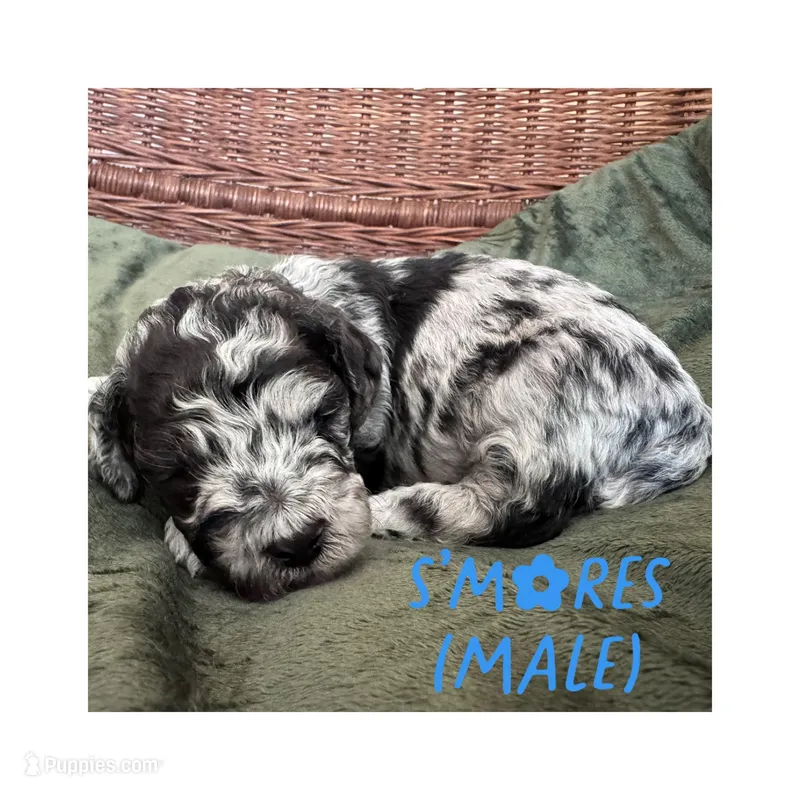 S'mores – Goldendoodle puppy for sale in Holland, MI
