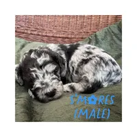 S'mores, a male Goldendoodle for sale in Holland, MI – 1 of 1