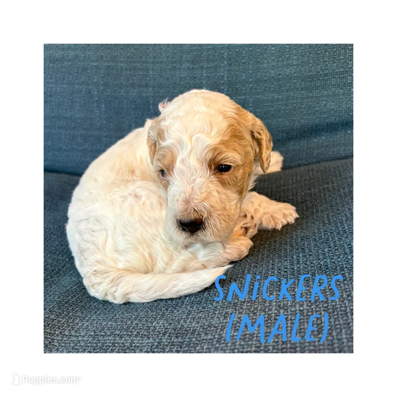 Snickers – Goldendoodle puppy for sale in Holland, MI