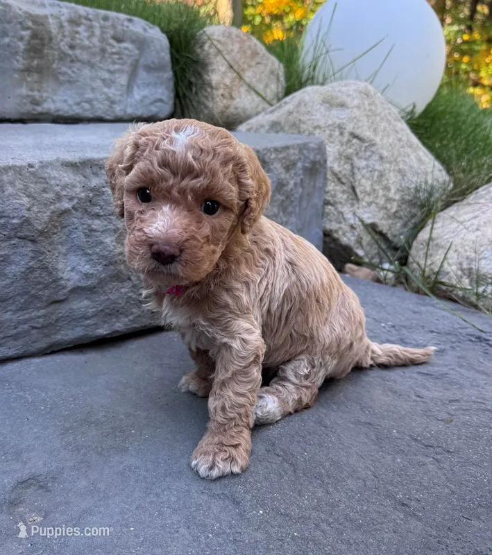 Peaches – Goldendoodle puppy for sale in Holland, MI